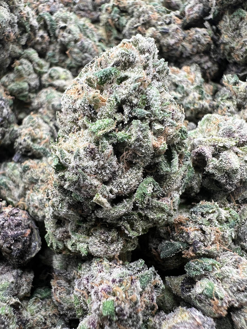 BLUE BENJIS