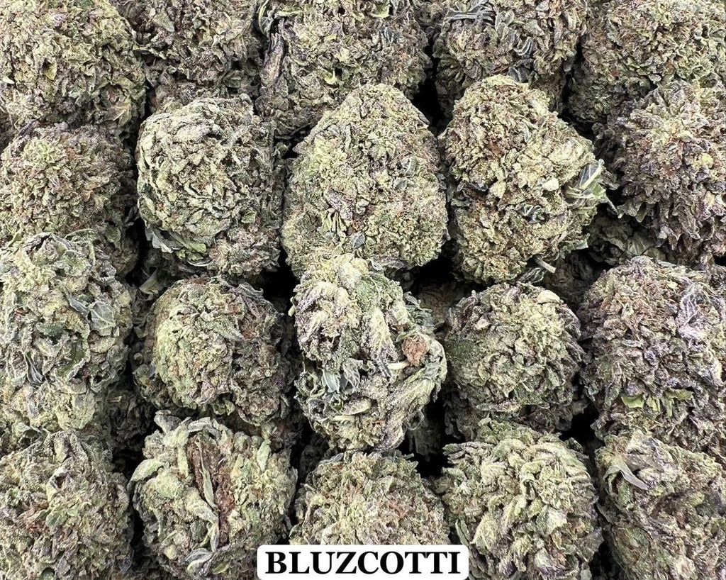 BLUZCOTTI