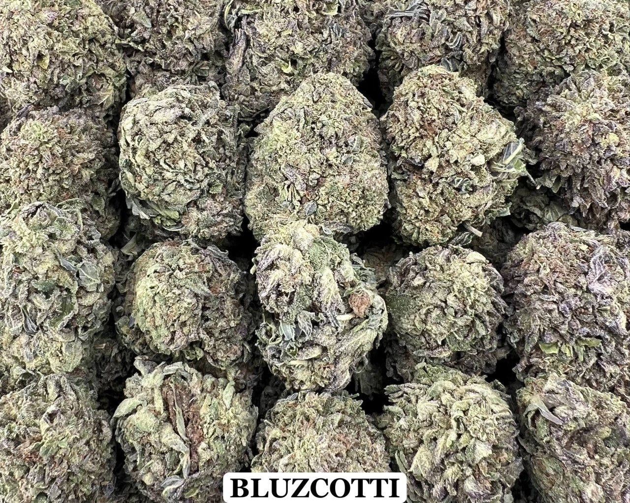 BLUZCOTTI