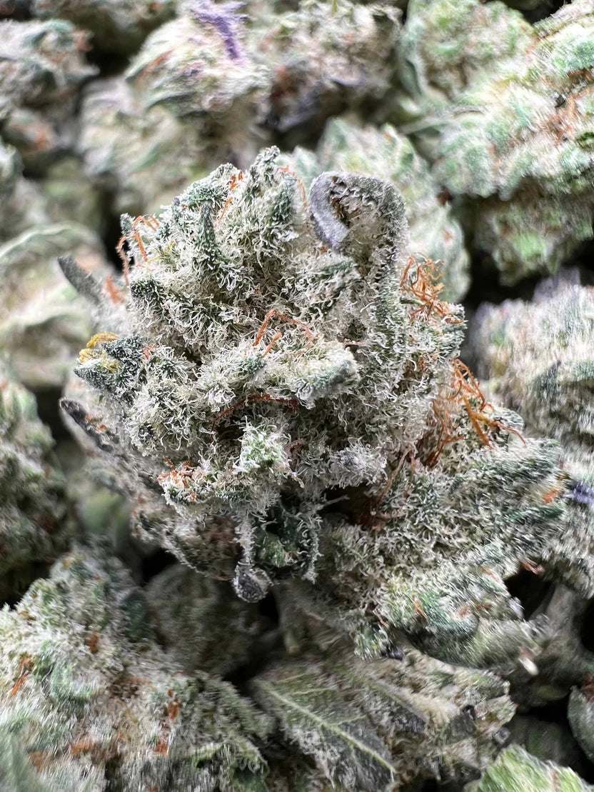 JR PURPLE