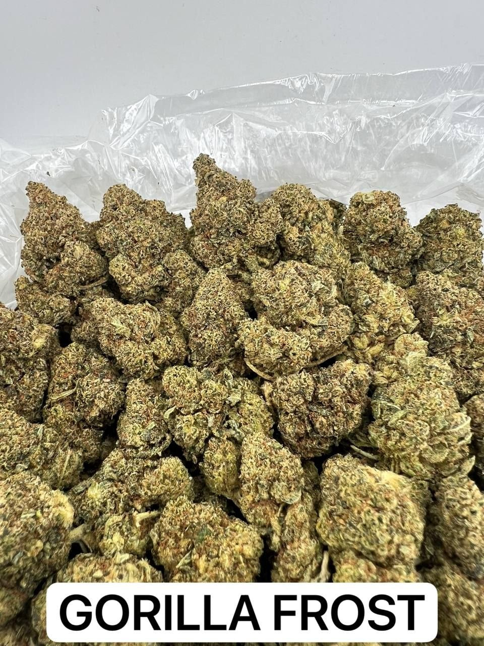 GORILLA FROST
