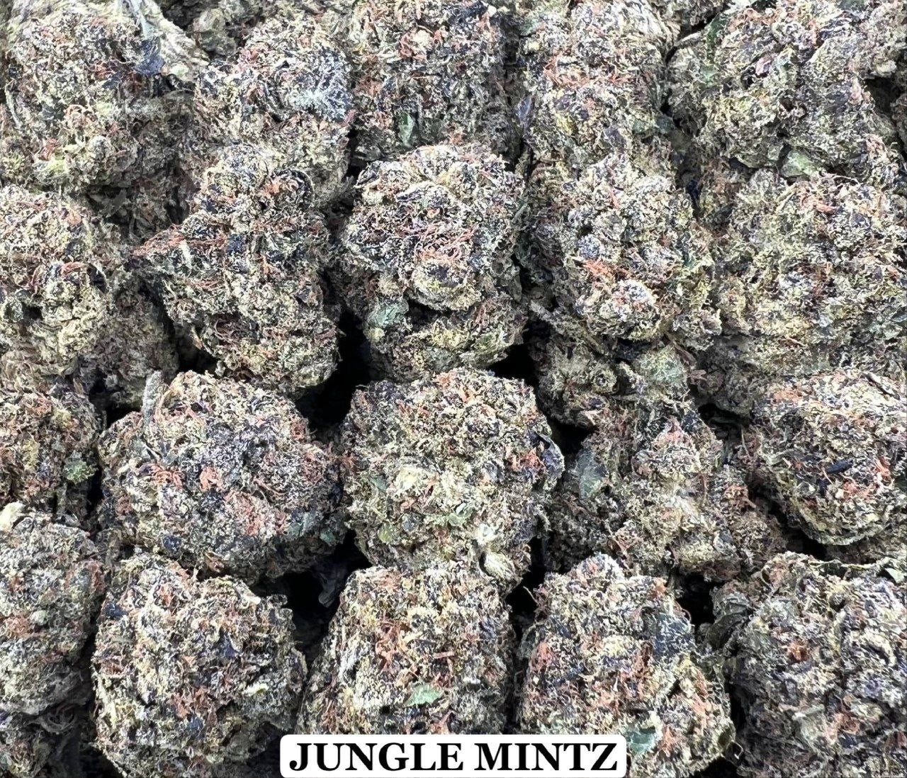 JUNGLE MINTZ