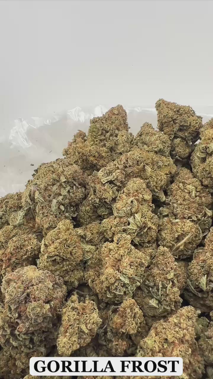 GORILLA FROST