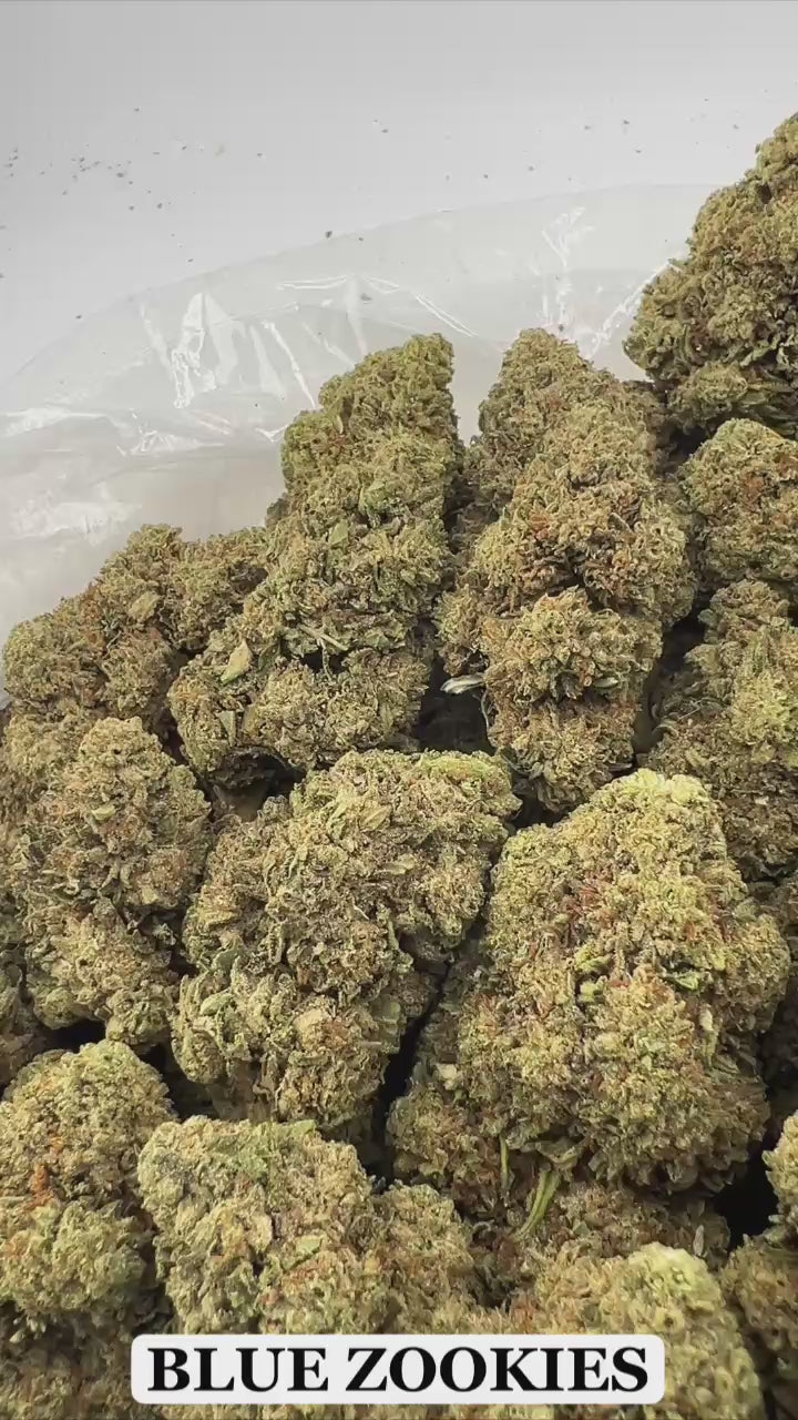 BLUE ZOOKIES