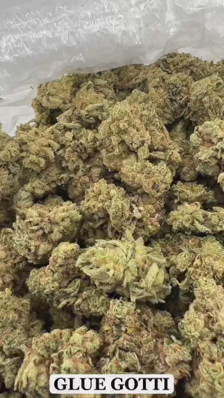 GLUE GOTTI