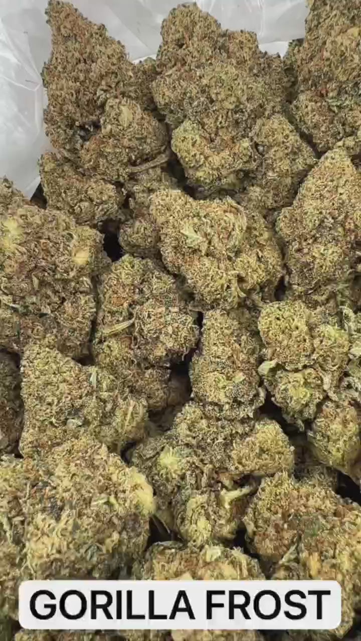 GORILLA FROST
