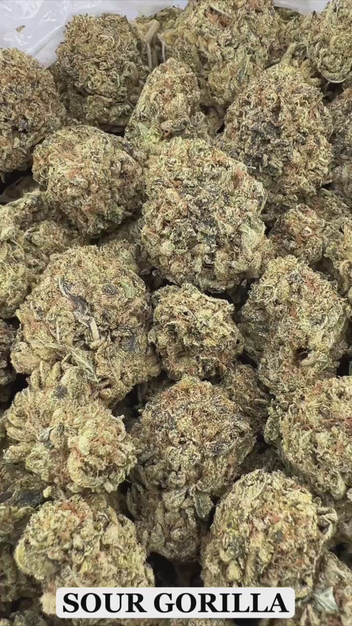 SOUR GORILLA