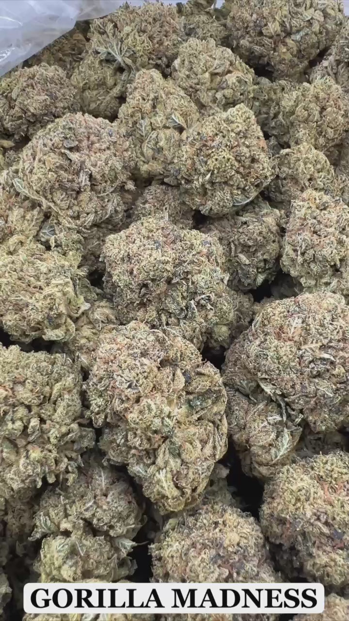 GORILLA MADNESS