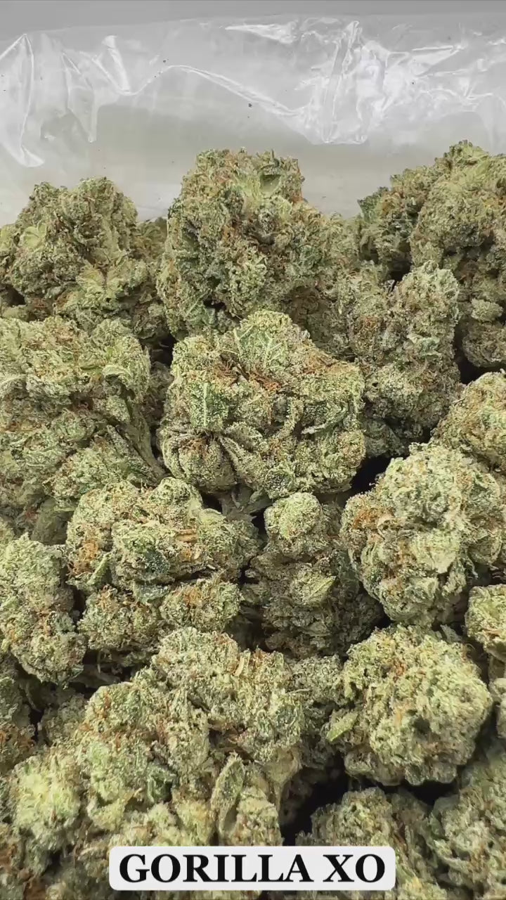 GORILLA XO